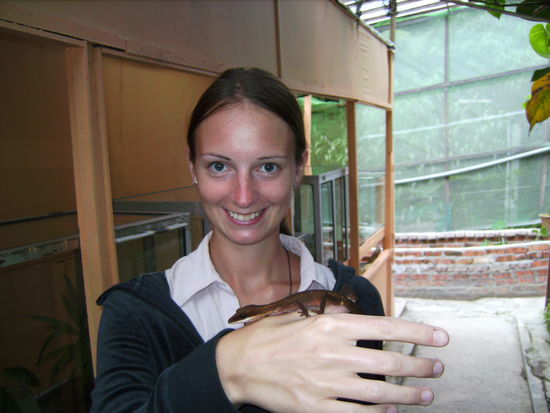 Der wilde Katzenaugengecko 