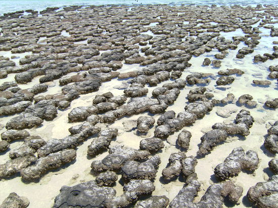 Die Stromatoliten im seichten Kuestenwasser
