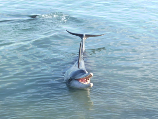 Das haben sie alles freiwillig gemacht ohne dass irgendjemand sie dazu aufgefordert haette...