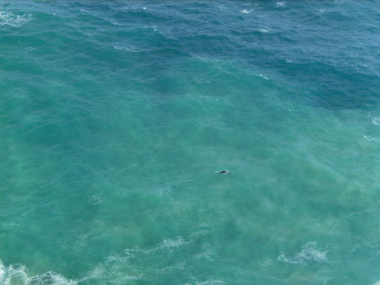 Zumindest den einen Delfin erkennt man! 