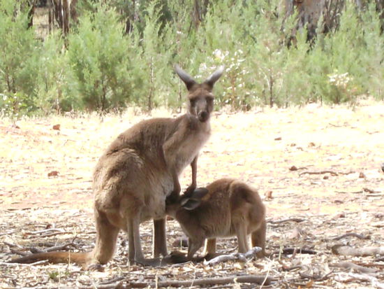 Wir waren sehr nah dran...drum schaut die Mama ja auch so skeptisch 