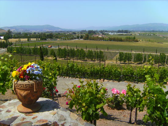 Blick von einer Winery aufs Sonoma Valley 