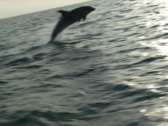 Leider ein wenig verschwommen...