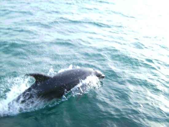 ...aber direkt neben dem Boot die Delfine!