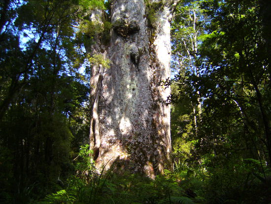 Der mächtigste (vom Volumen her) bekannte Kauribaum