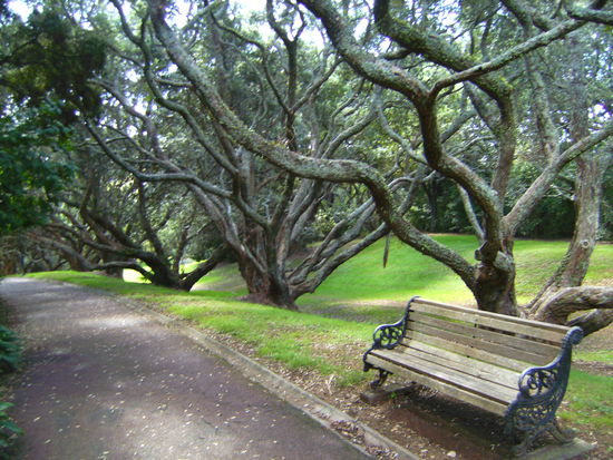 Somewhere in Auckland Domain...