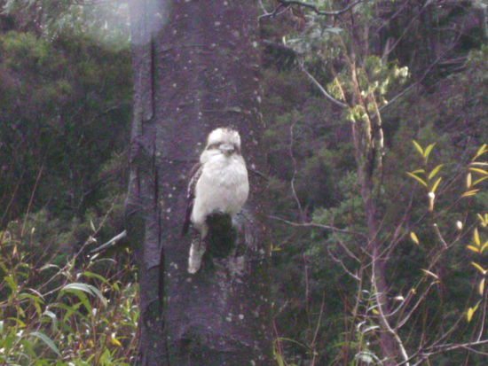 Kookaburra von vorne...