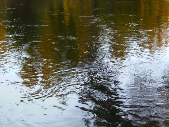 Der kleine Platypus ist genau in der Bildmitte aber man kann ihn leider nicht gut erkennen!