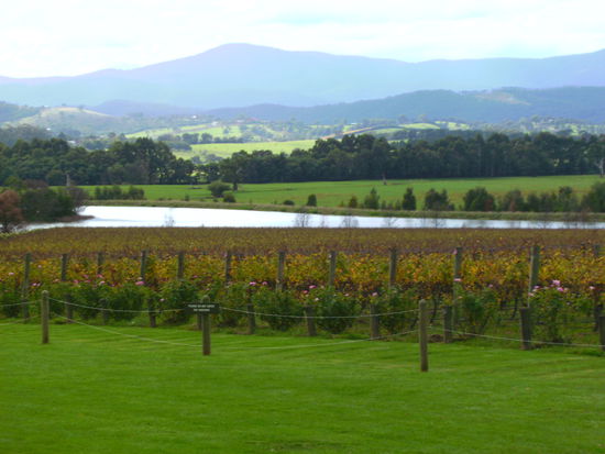 Somewhere im Yarra Valley...