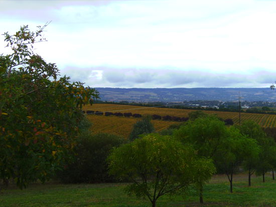 Blick auf das McLaren Vale