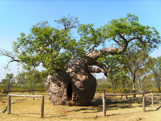 Der Gefängnis Boab Tree - hier wurden früher überwiegend Aboriginees eingesperrt