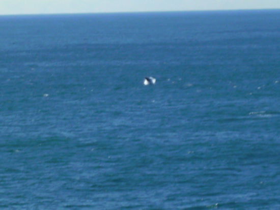 Da springt er der Humpback Whale 
