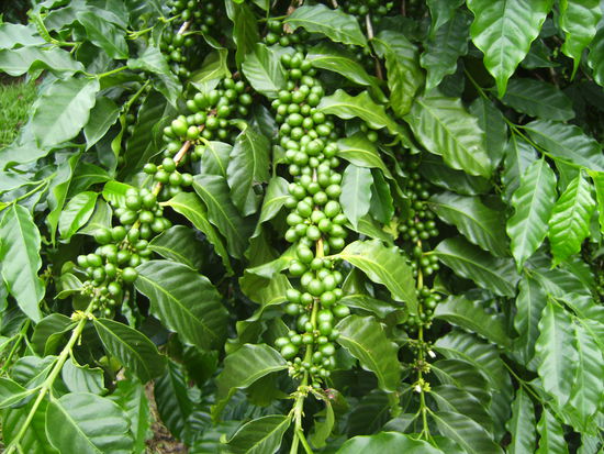 Kona-Coffee...noch am Strauch 