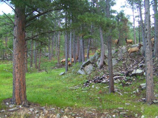 Eine Herde amerikanischer Elche - zweifelsfrei bestimmbar durch den großen Körperbau, das große Geweih und die charakteristische Dunkelfärbung des Halses und Kopfes - diese Tierleins sieht man sehr selten in freier Wildbahn und wir hatten das Glück gleich eine ganze Herde zu Gesicht zu bekommen 