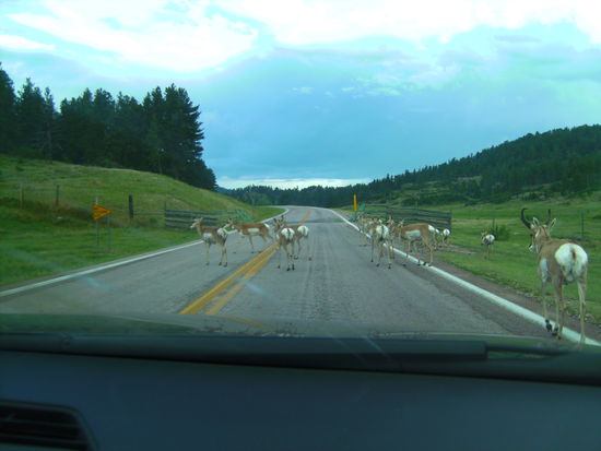 Pronghorns! Ähneln der Antilope und können bis zu 70 Meilen pro Stunde schnell laufen - hier waren sie allerdings sehr gemächlich unterwegs und haben sich nicht von uns stören lassen beim Straße überqueren... 
