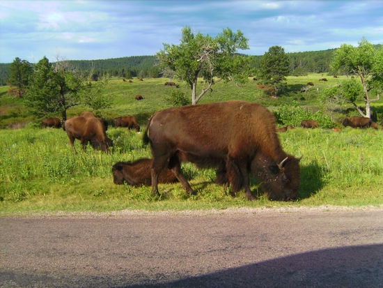 Buffalo 