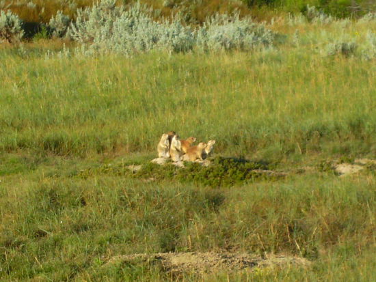 Praerie Dogs @ Theodore Roosevelt National Park