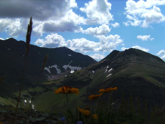 Gebirgsblumen gab es natürlich auch in Vielzahl