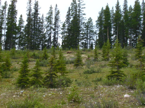 Genau in der Mitte steht er der Grizzlybär - die Perspektive täuscht denn er war seeehr groß!