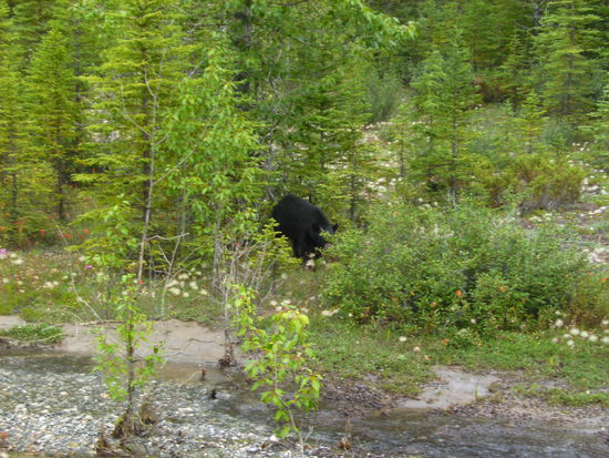Black Bear mit Schnauze im Strauch 