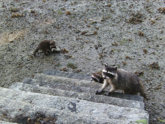 Eine kleine Waschbärenfamilie 