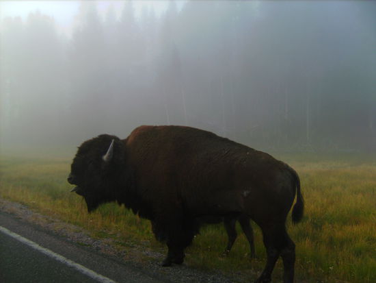 Schreiender Büffel direkt neben unserem Auto 