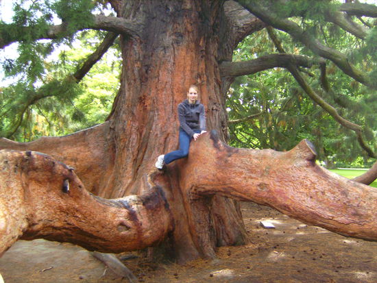 Sabina auf Klettertour auf einem der riesigen Bäume im Botanischen Garten