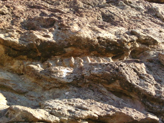 ...und ein versteinertes Rückgrat...