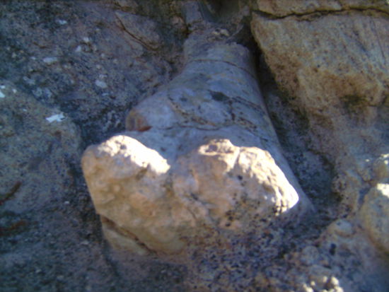 ...sowie ein direkt aus der Felswand kommender versteinerter Oberschenkelknochen eines Dinos beim National Dinosaur Monument! 