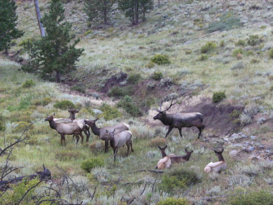 Ein Männchen und viiiele Weibchen...was für ein Paradies... 