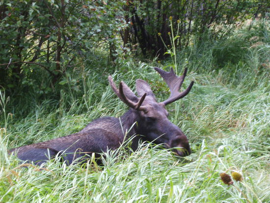 Ganz und gar nicht scheu der junge Moose-Bulle...
