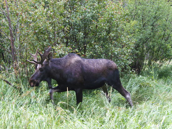 Vielleicht das beste Tierfoto auf unserer Reise...Moose in Motion  Ein wunderschönes Tier!