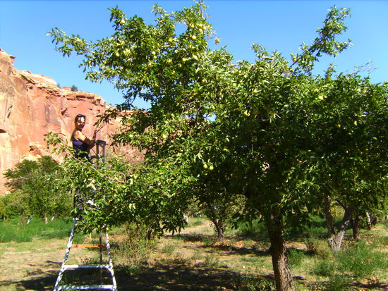 Beim Äpfelpflücken @ Capitol Reef National Park