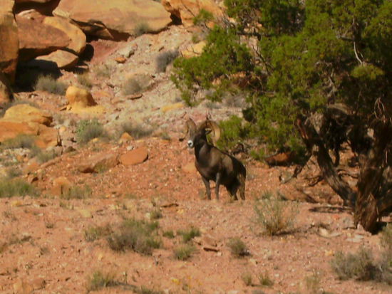Big Horn Sheep 