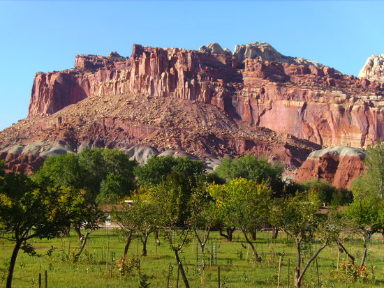 Obstbäume under The Castle @ Capitol Reef - ein charakteristisches Bild für diesen National Park