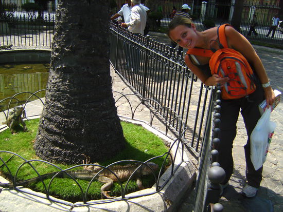 Leguane gibts hier in jedem Park... 