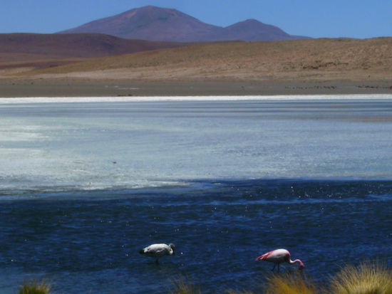 Rosa Flamingos @ Laguna Canapa