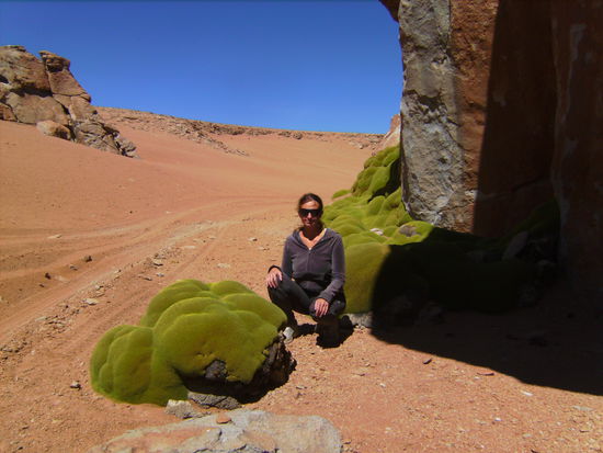 Selbst in einer der trockensten Wüsten der Erde auf fast 5.000 Metern Seehöhe gibt es Leben...beeindruckend ist diese Wüstenpflanze!