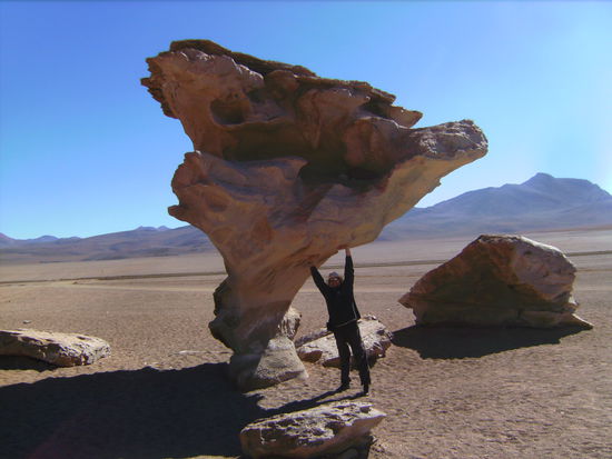 Leicht war er nicht zu stemmen der versteinerte Baum 