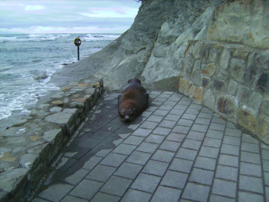 Seelöwe auf Parkplatz 