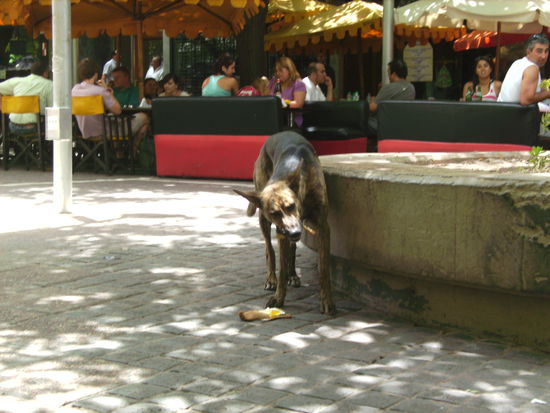 Nicht überall in Mendoza hat es den Leuten geschmeckt...dieser Hund hat sich sehr über das Riesenschnitzel mit Spiegelei gefreut... 