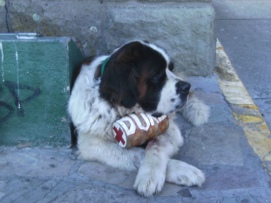 Duke der Bernhardiner - nicht umsonst heißt die Gegend um Bariloche auch die Schweiz Argentiniens... 