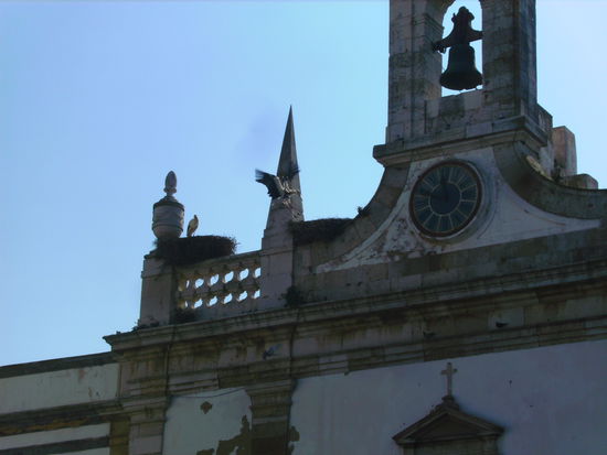 Jetzt wissen wir endlich wo die Störche Winterurlaub machen - in Faro! 