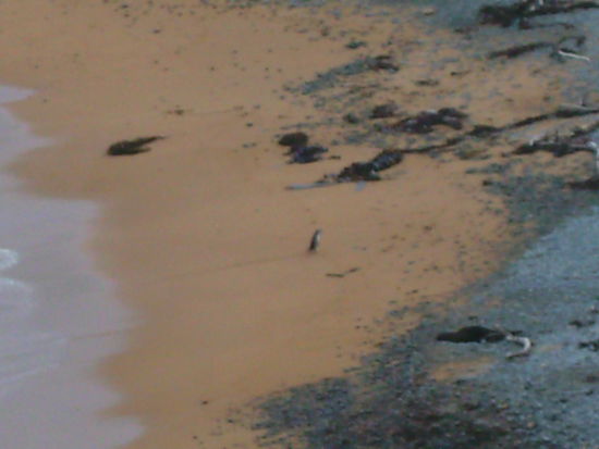 Verschwommen aber in der Mitte gut sichtbar ist er der kleine Yellow Eyed Pinguin 