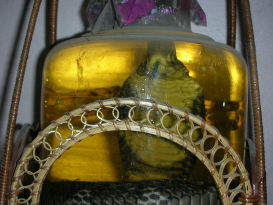 Potenzmittelchen fuer Schlangenliebhaber.