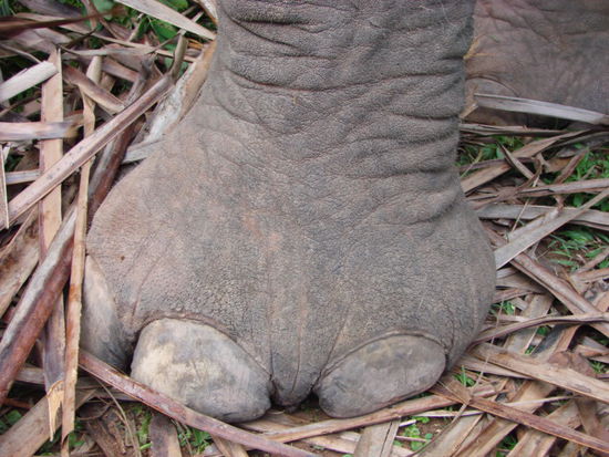gross, groesser, elefant ???