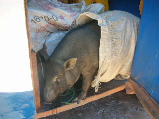 das schwein war einen tag lang unser reisebegleiter. ohne herrchen musste das schwein sogar umsteigen. zum glueck wusste der busfahrer wohin es wollte.