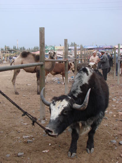 aber halt!!
yaks und kamele sind an der olma nicht so einfach zu erstehen.