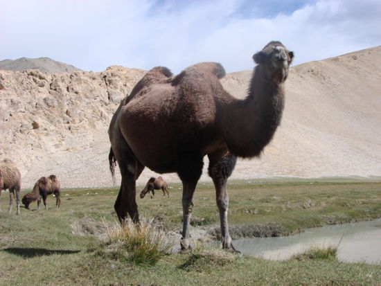 kamele, pferde, esel, yaks und schafe alle sind hier anzutreffen