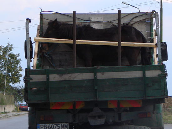 pferdetransport auf bulgarisch